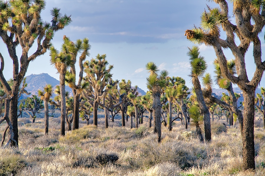 Exploring National Parks Near San Diego with a Van Rental